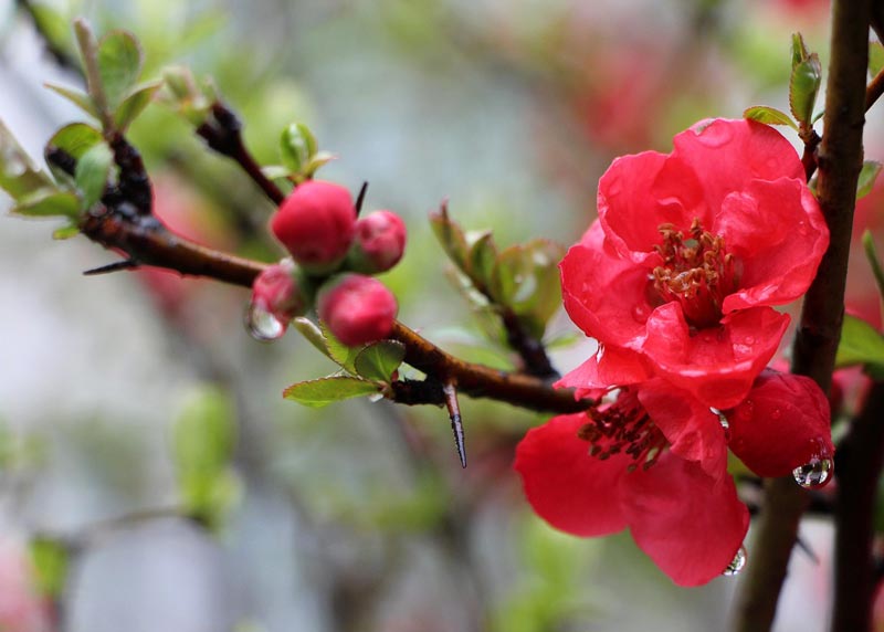 aceite de camelia para desmaquillar limpiar humectar rostro