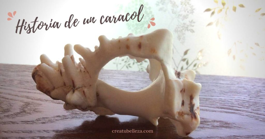 que hacer con caracoles de mar