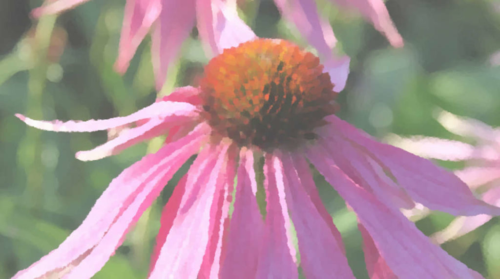 Homeopatía en la belleza, cosmética y tratamientos de la piel